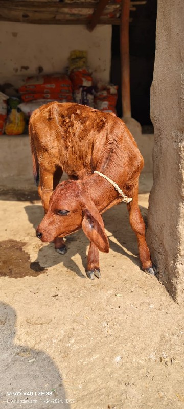 ગાય વેચવાની છે