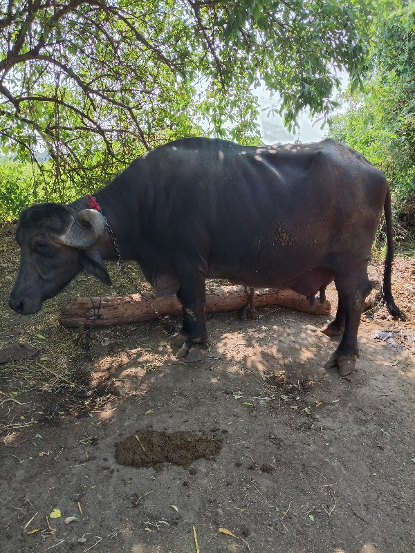 bhains vaishvan...