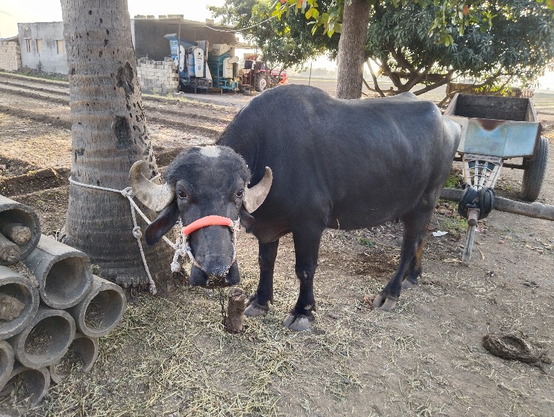 ભેંશ વેસવાની સે