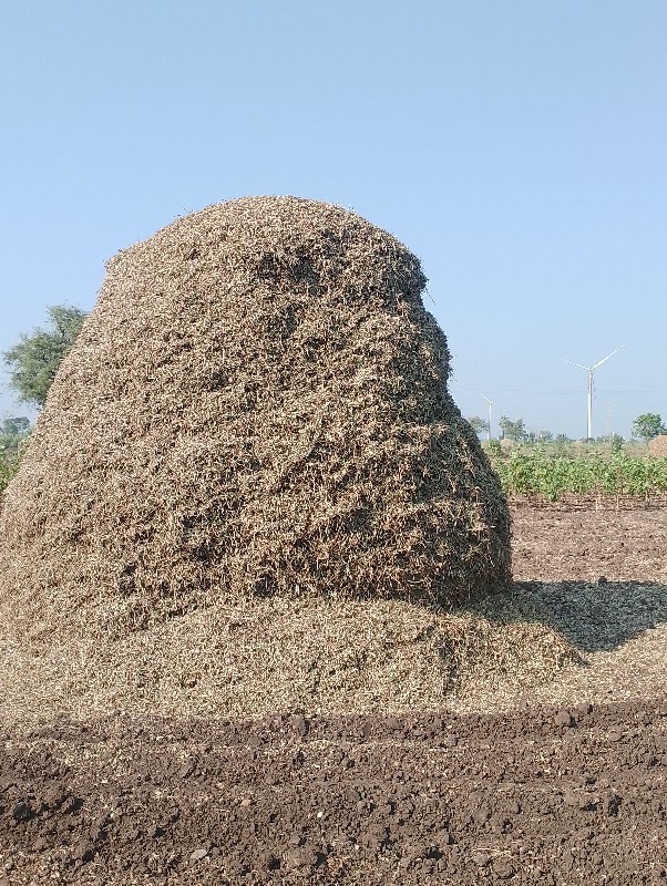 માડવી ની પાદડી