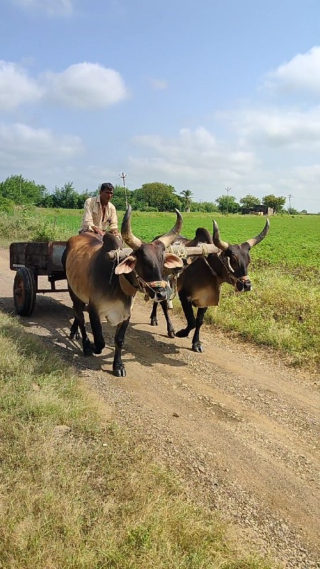 બળદ વેચવાના છે