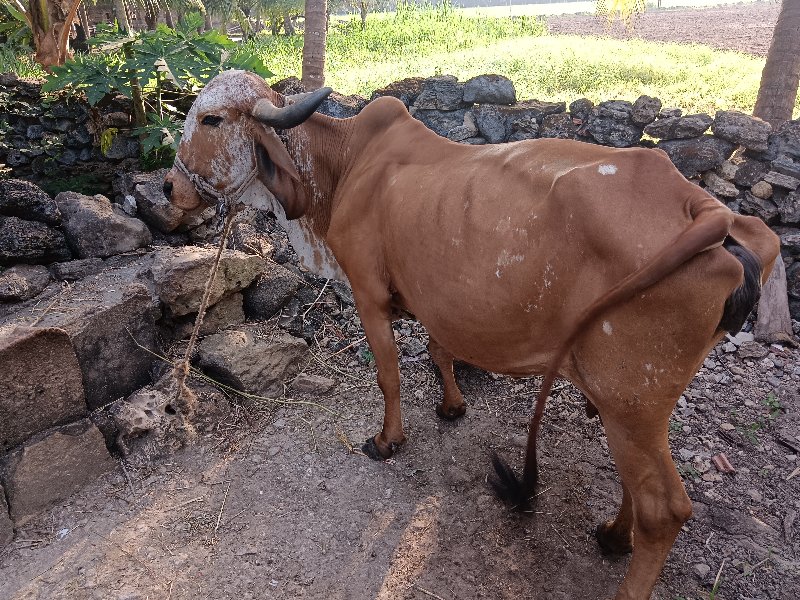 ગાય વેચવાની છે