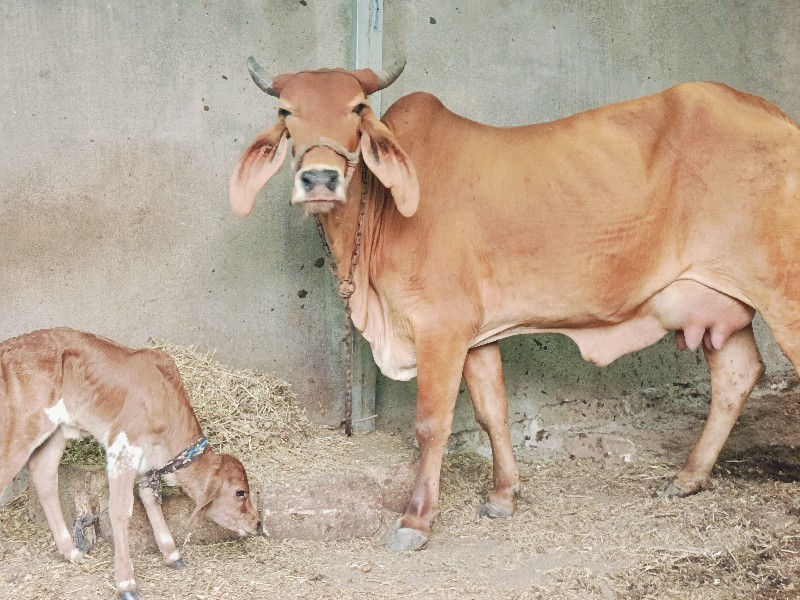 હોડકી વેચવાની છ...