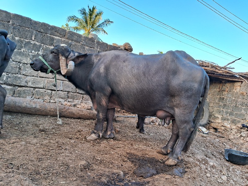 ભેસ વેસવાની