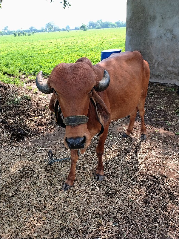 ગાય વેચવાની છે