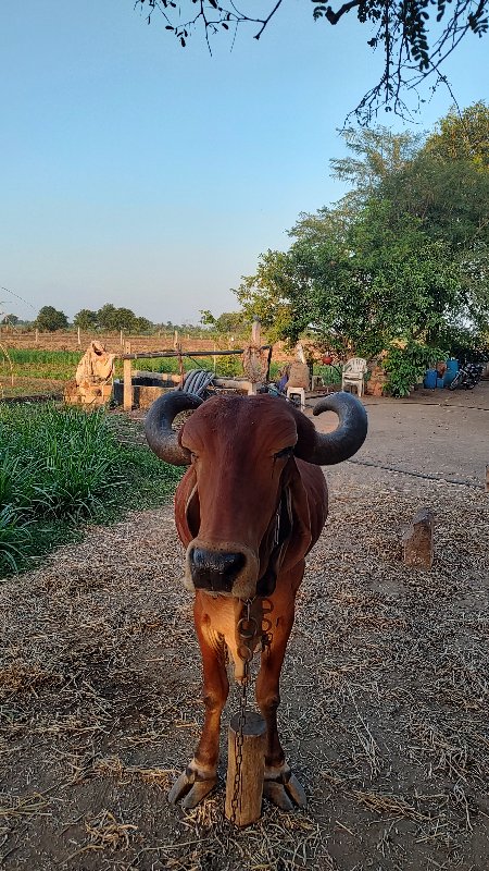 ગાય વેચવાની છે