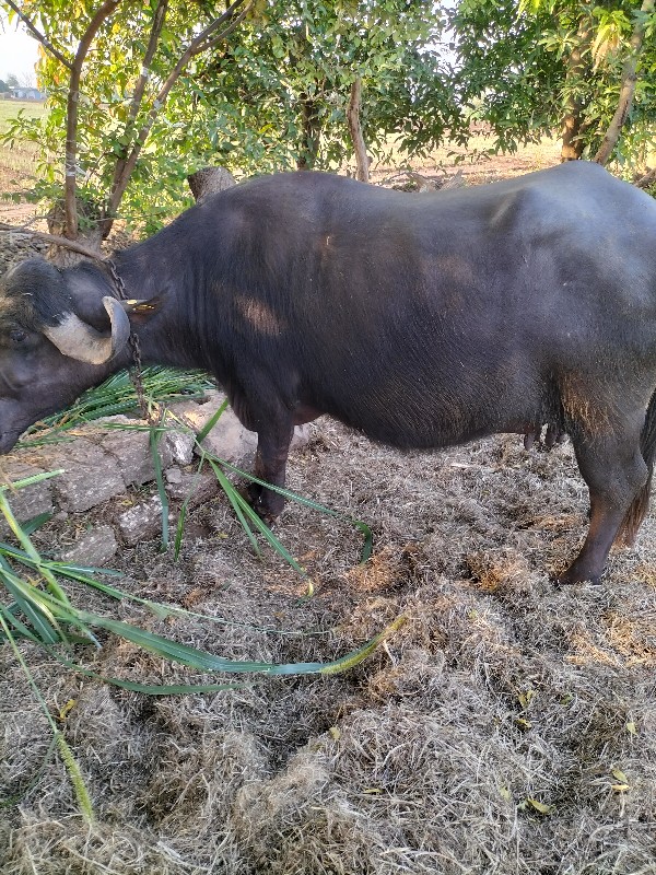 ભેંસ વેસવાની છે