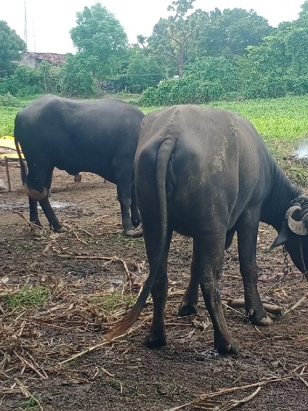 બે ખડેલી વેચવાન...