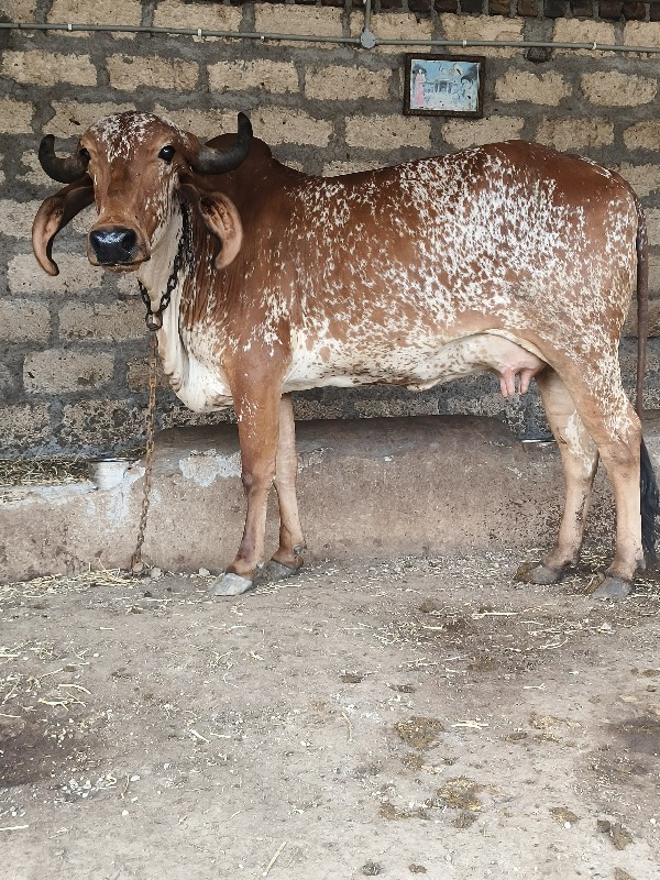 ગાય વેચવાની છે