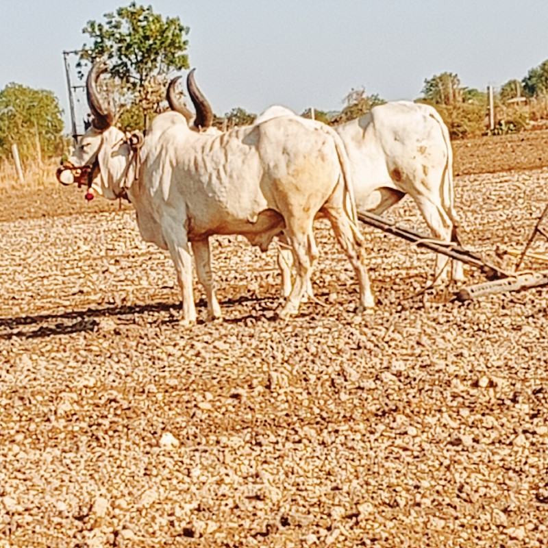 બળદ વેચવાના છે