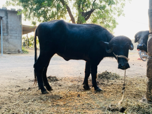 પાડી વેચવાની છે