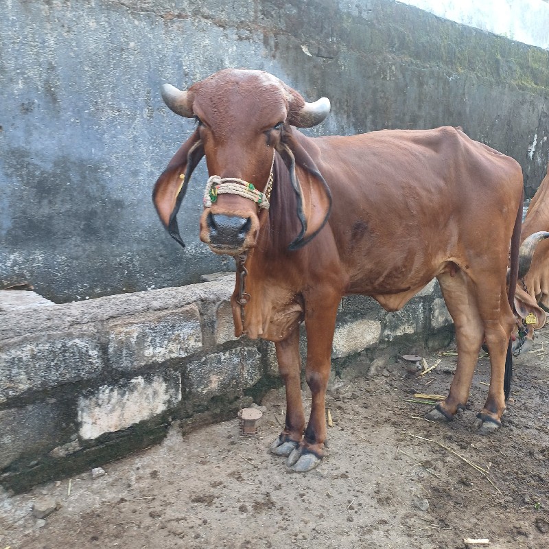 બે હોડકી વેચવાન...