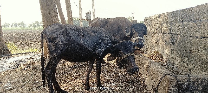 બે ખડેલી વેચવાન...