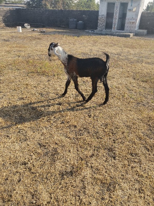 બોકડો વેચવાનો છ...