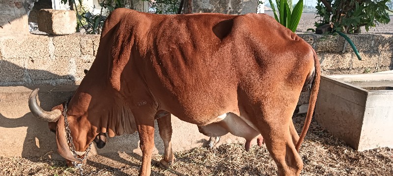 cow