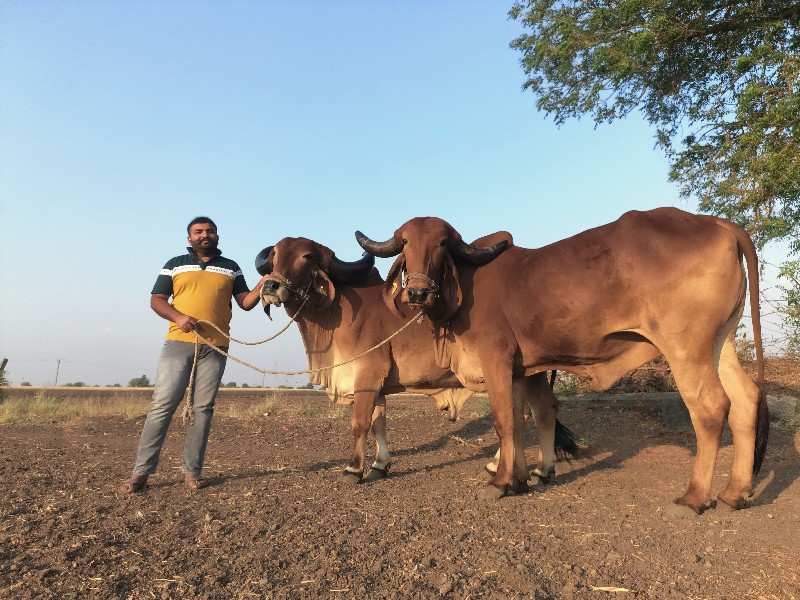 દેસી બળદ ૩ વાવન...