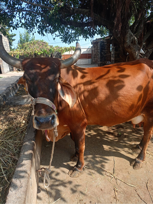 ગા વેશવાની સે