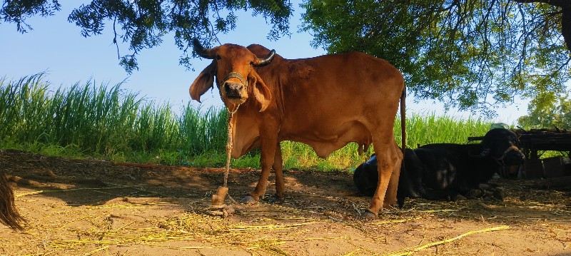 ગાય વેચવાની છે.