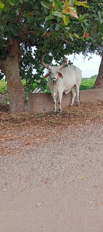 બરધ