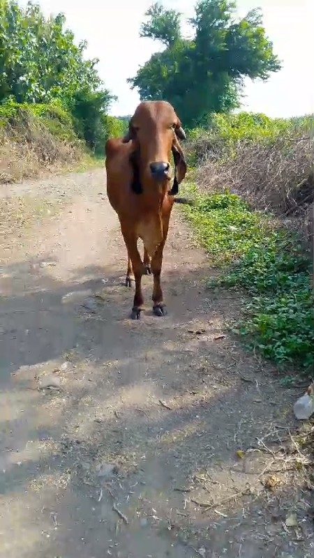 ગાય વેચવાની છે