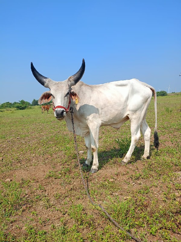 લેવાનો છે