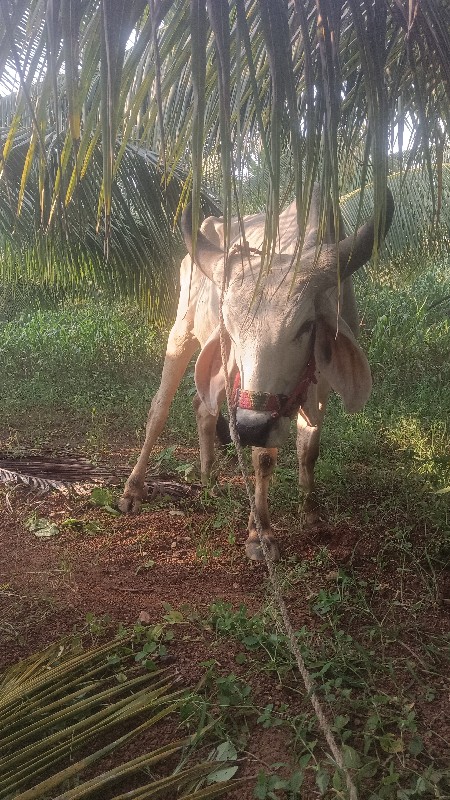 બણદ ગોઢલા.