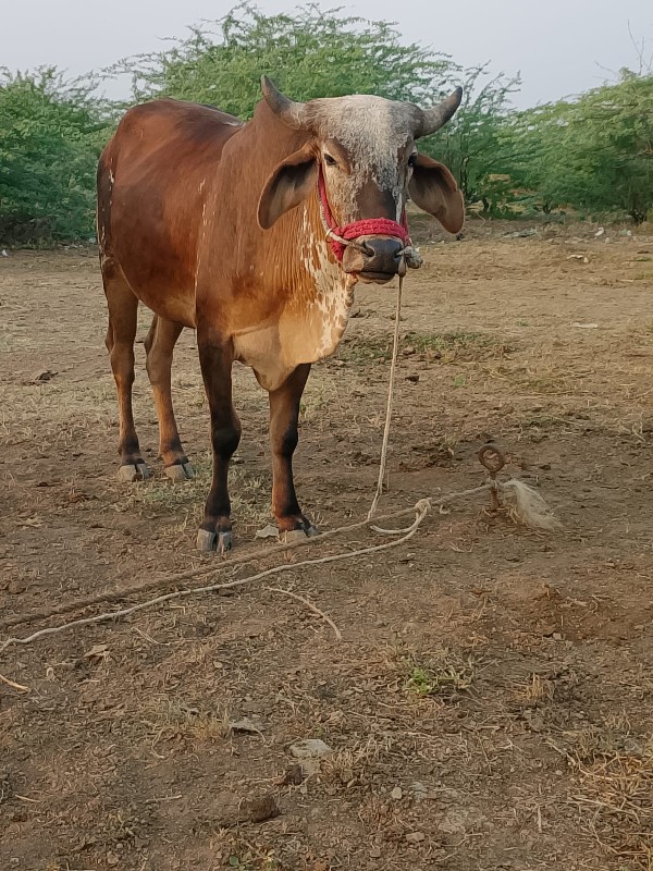 18000 કિંમત