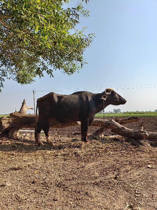 નવસાદરી ખડેલી વ...