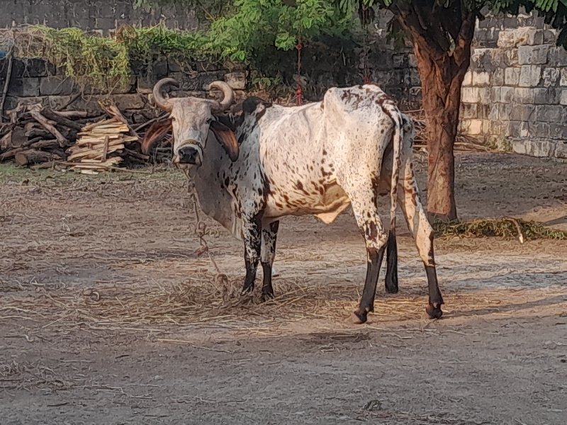 ગાયૂ વેચવાની છે