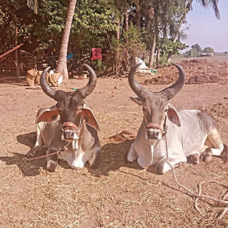 બળદ વેચવાના છે