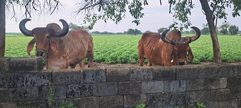 બળદ વેચવાના છે