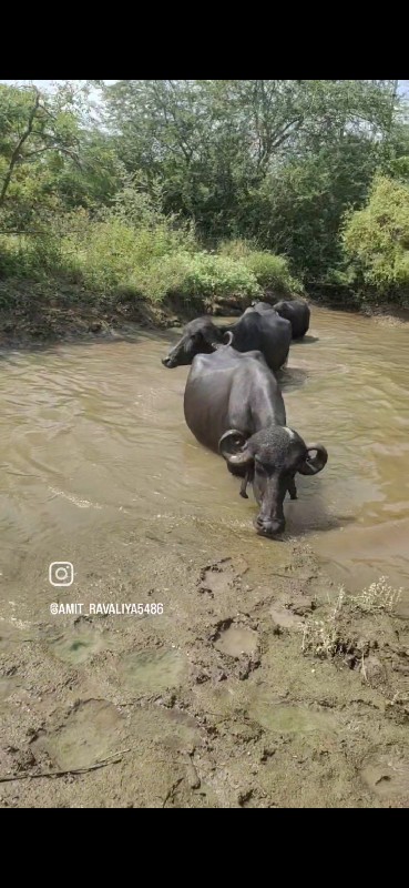 ભેંસ વેસ્વાની સ...