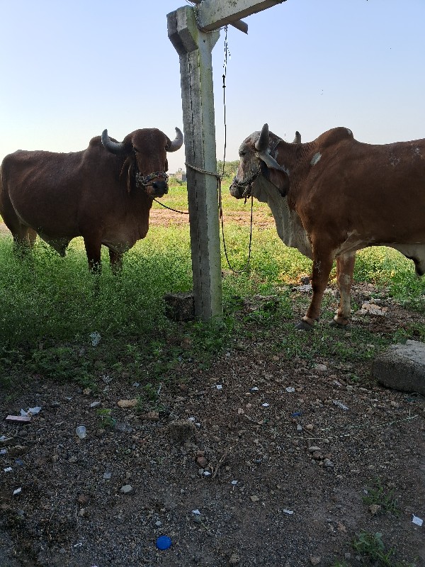 ગોઢલા