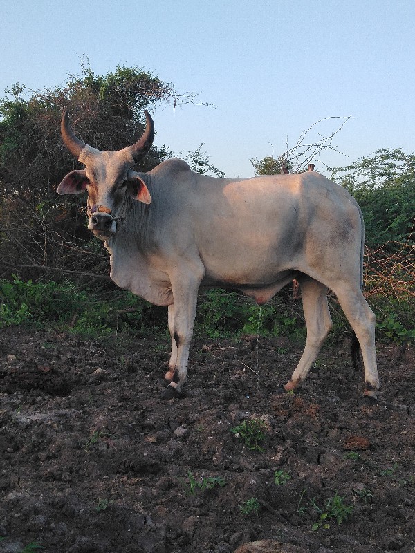 ગોઢલો વેચવાનો છ...