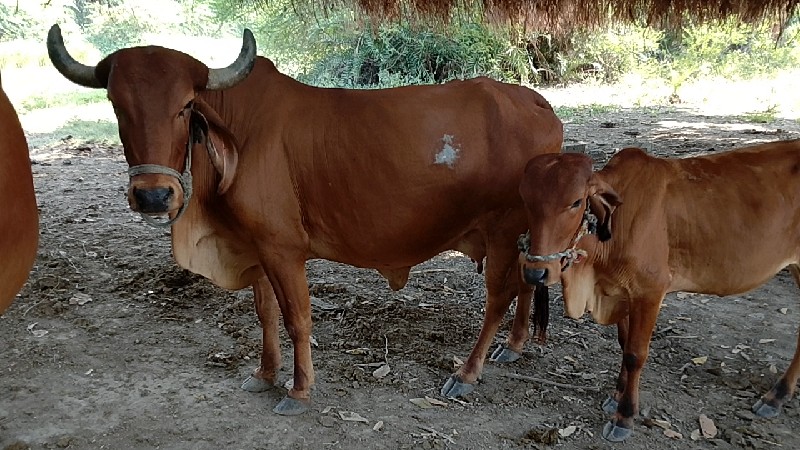 સોજી ગાય સારો વ...