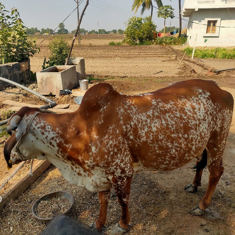 ગાય વેચવા ની છે