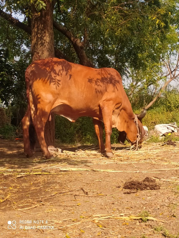 ગાય