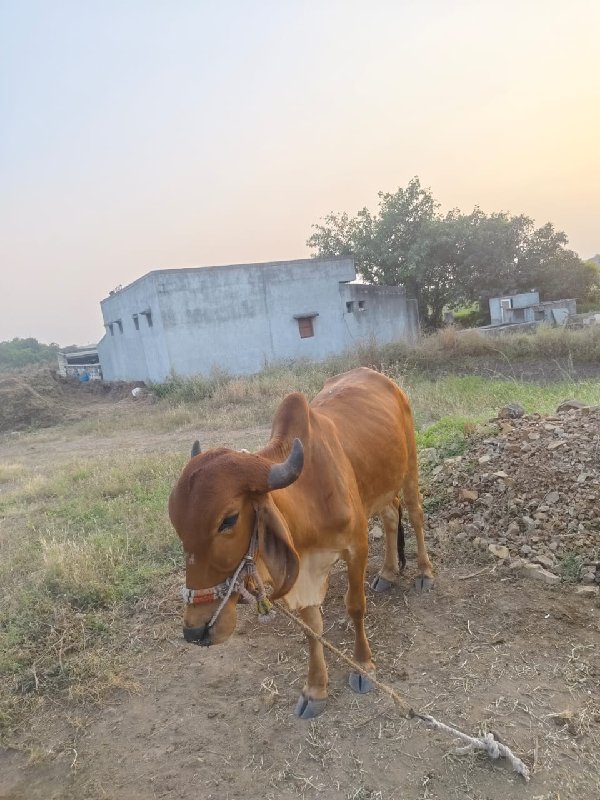 બળદ વેચવાનો છે