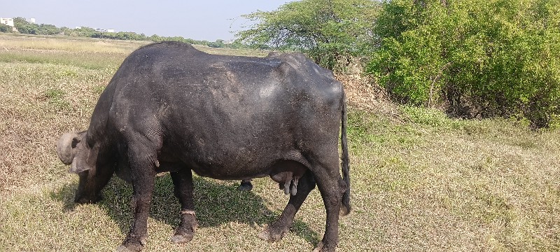 ભેંસ વેચવાની છે