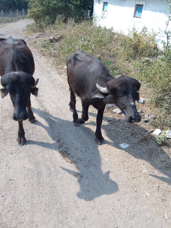 પાડો અને પાડી વ...