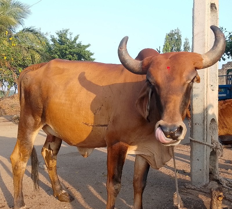 ગાય