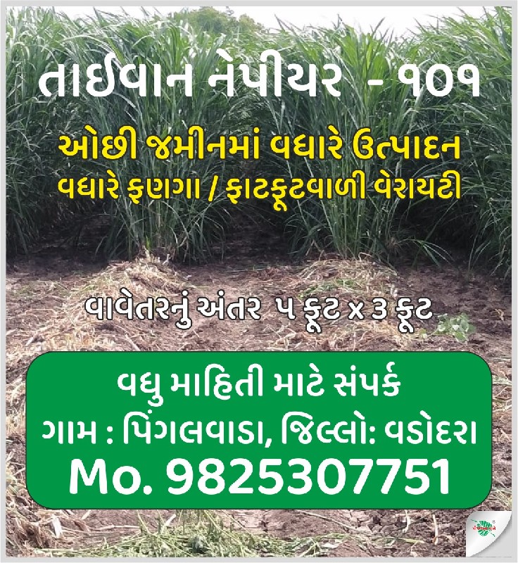 તાઇવાન ઘાસ નું...