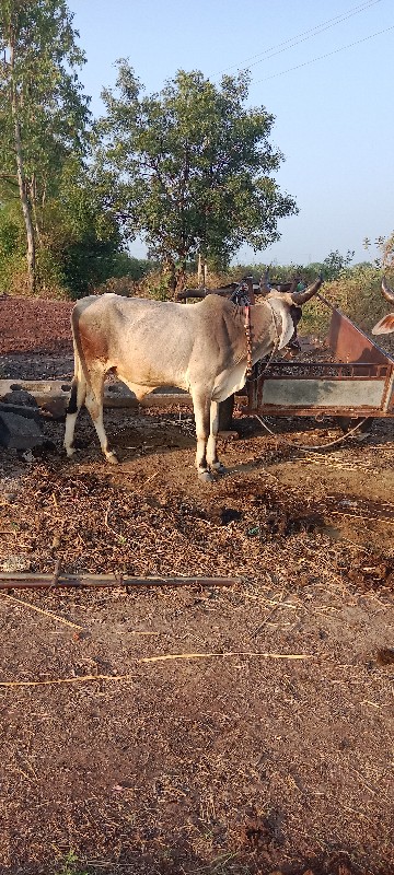 ગોઢલા વેચવાના છ...