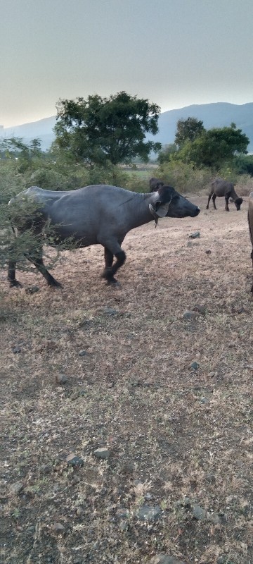 ભેંસ 2 વેતર