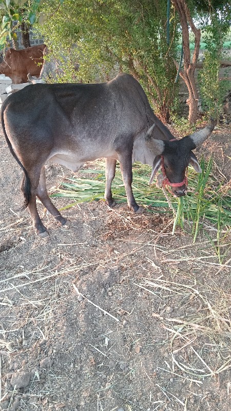 બળદ ગોઢલા