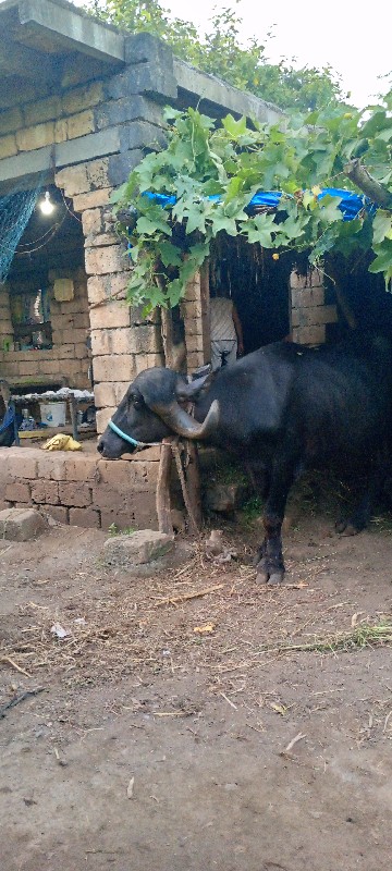 જાફરાબાદી ભેંસ