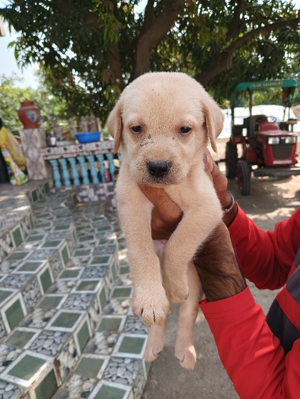 લેબ મેલ ફિમૈલ વ...