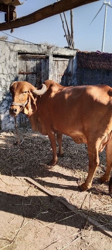 ગાય વેચવાની છે