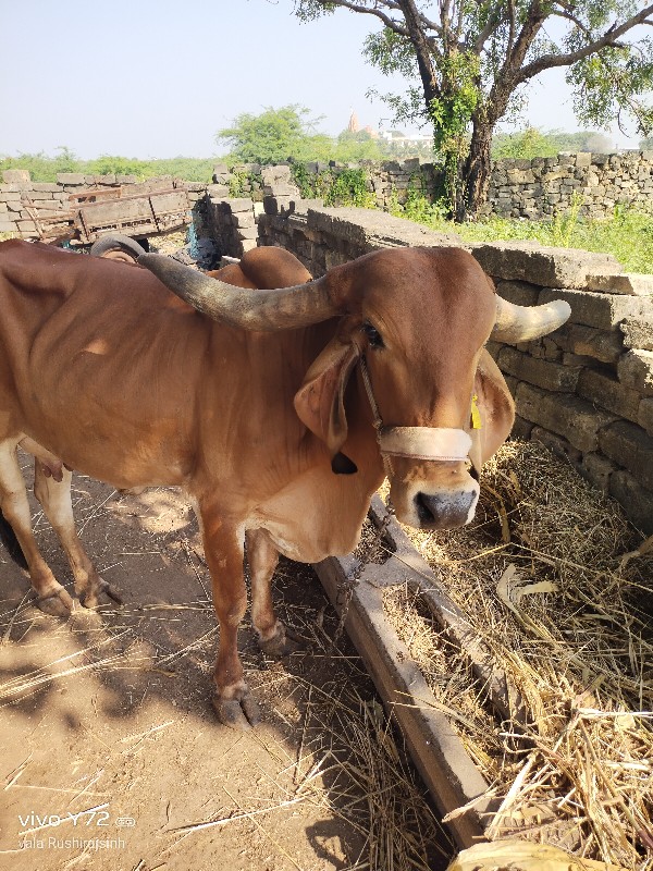 ગાય વેચવાની છે