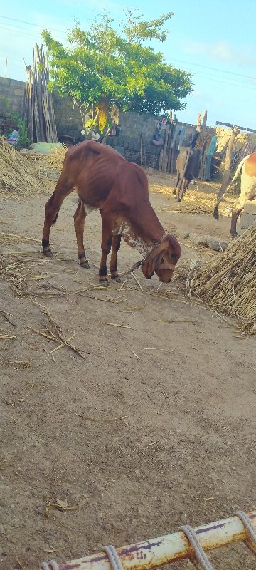 વાસડી વેસવાની છ...